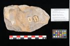 Foto (Objekt + Etikett) von Palaeocassia lanceolata Ettingshausen (NHMW-GEO-2024-0188-10601)